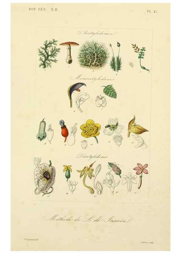 Reproducción/Reproduction 49582893018: Le Règne végétal;. Paris,L. Guérin,1870-72.. 