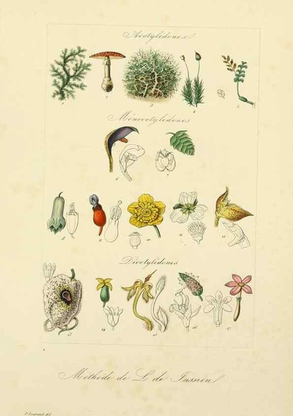 Reproducción/Reproduction 49582893018: Le Règne végétal;. Paris,L. Guérin,1870-72.. 