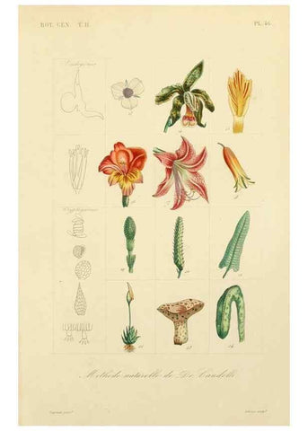 Reproducción/Reproduction 49582893603: Le Règne végétal;. Paris,L. Guérin,1870-72.. 