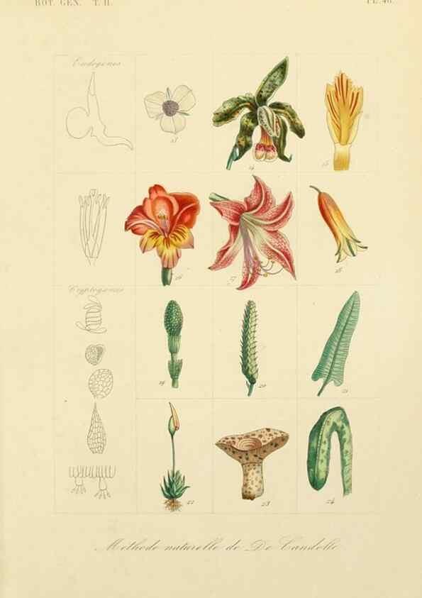Reproducción/Reproduction 49582893603: Le Règne végétal;. Paris,L. Guérin,1870-72.. 