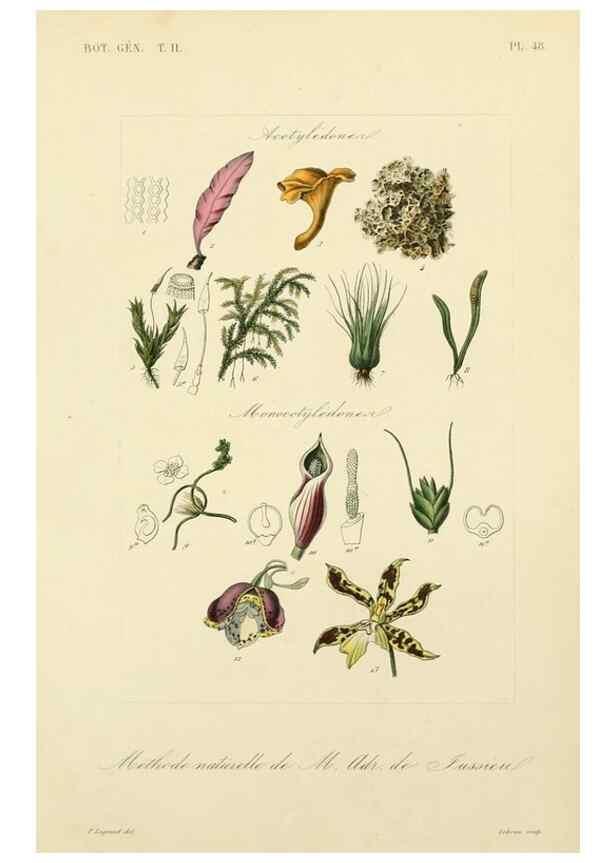 Reproducción/Reproduction 49583389261: Le Règne végétal;. Paris,L. Guérin,1870-72.. 