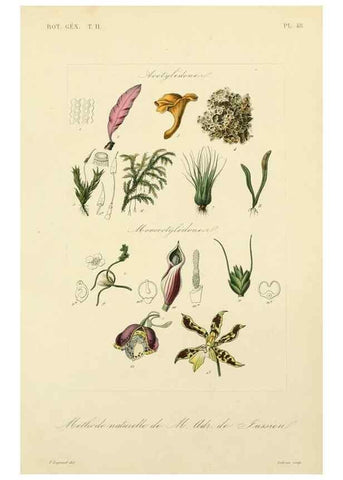 Reproducción/Reproduction 49583389261: Le Règne végétal;. Paris,L. Guérin,1870-72.. 