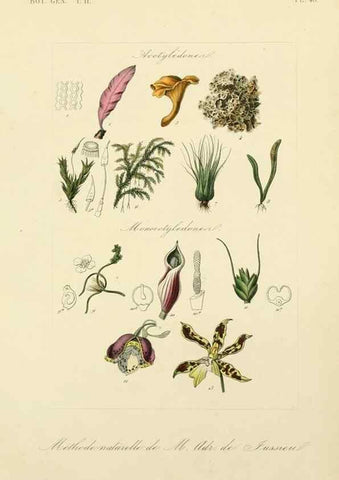 Reproducción/Reproduction 49583389261: Le Règne végétal;. Paris,L. Guérin,1870-72.. 