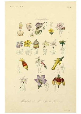 Reproducción/Reproduction 49583389546: Le Règne végétal;. Paris,L. Guérin,1870-72.. 