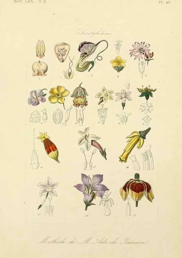 Reproducción/Reproduction 49583389546: Le Règne végétal;. Paris,L. Guérin,1870-72.. 