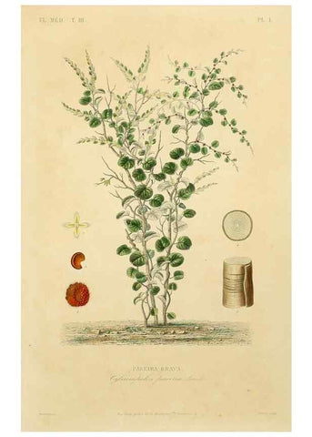 Reproducción/Reproduction 49582941273: Le Règne végétal;. Paris,L. Guérin,1870-72.. 