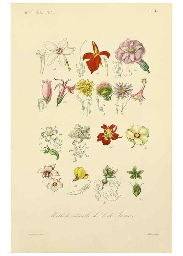 Reproducción/Reproduction 49583388441: Le Règne végétal;. Paris,L. Guérin,1870-72.. 