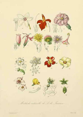 Reproducción/Reproduction 49583388441: Le Règne végétal;. Paris,L. Guérin,1870-72.. 