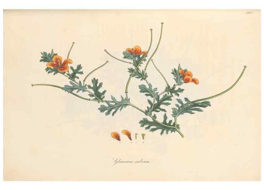 Reproducción/Reproduction 49557816767: Flora Graeca, sive, Plantarum rariorum historia, quas in provinciis aut insulis Graeciae /. Londini :Typis Richardi Taylor et socii, in Vico Shoe-Lane :MDCCCVI-MDCCCXL [1806-1840].. 