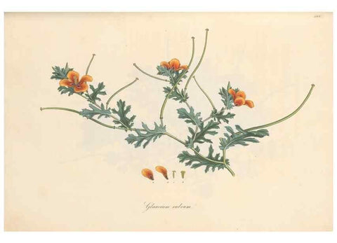 Reproducción/Reproduction 49557816767: Flora Graeca, sive, Plantarum rariorum historia, quas in provinciis aut insulis Graeciae /. Londini :Typis Richardi Taylor et socii, in Vico Shoe-Lane :MDCCCVI-MDCCCXL [1806-1840].. 