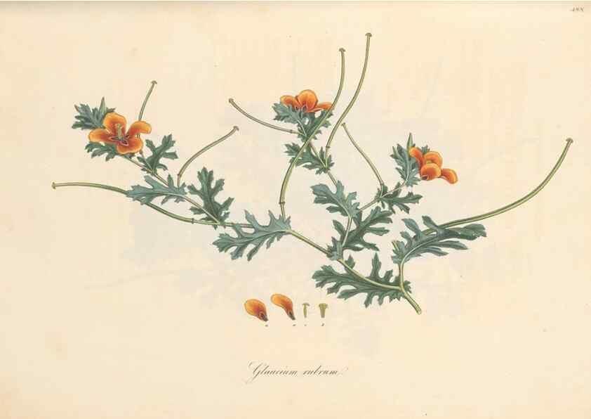 Reproducción/Reproduction 49557816767: Flora Graeca, sive, Plantarum rariorum historia, quas in provinciis aut insulis Graeciae /. Londini :Typis Richardi Taylor et socii, in Vico Shoe-Lane :MDCCCVI-MDCCCXL [1806-1840].. 