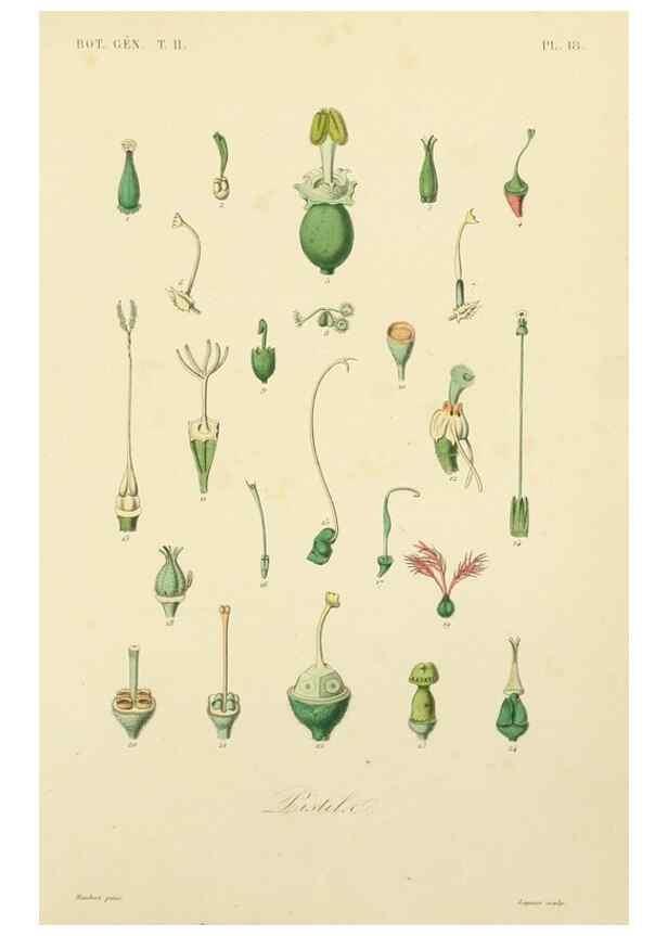 Reproducción/Reproduction 49583382291: Le Règne végétal;. Paris,L. Guérin,1870-72.. 