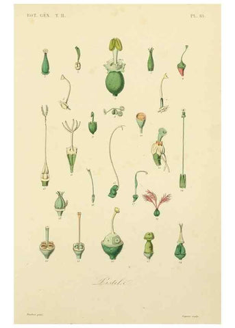 Reproducción/Reproduction 49583382291: Le Règne végétal;. Paris,L. Guérin,1870-72.. 
