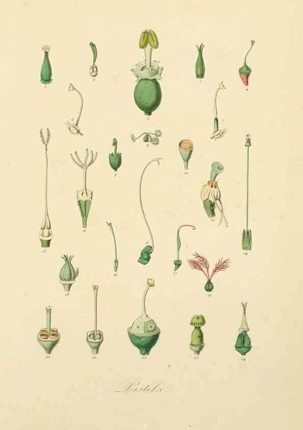 Reproducción/Reproduction 49583382291: Le Règne végétal;. Paris,L. Guérin,1870-72.. 