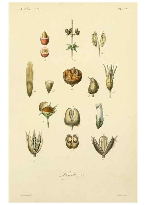 Reproducción/Reproduction 49582888053: Le Règne végétal;. Paris,L. Guérin,1870-72.. 