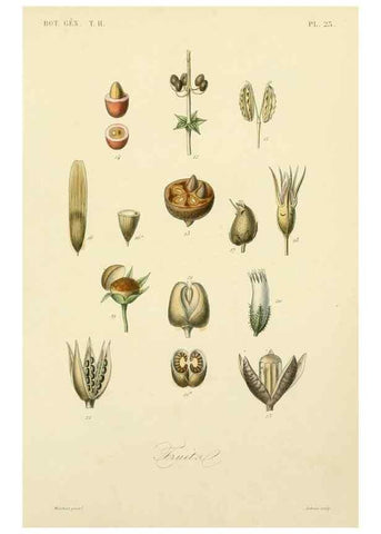 Reproducción/Reproduction 49582888053: Le Règne végétal;. Paris,L. Guérin,1870-72.. 