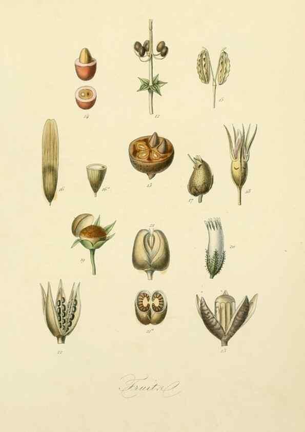 Reproducción/Reproduction 49582888053: Le Règne végétal;. Paris,L. Guérin,1870-72.. 