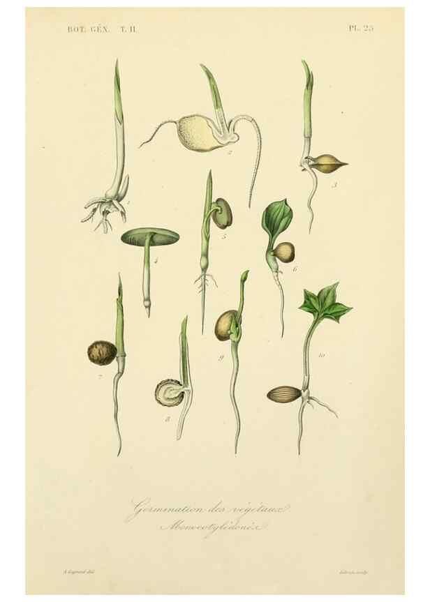Reproducción/Reproduction 49583620542: Le Règne végétal;. Paris,L. Guérin,1870-72.. 