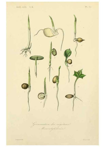 Reproducción/Reproduction 49583620542: Le Règne végétal;. Paris,L. Guérin,1870-72.. 