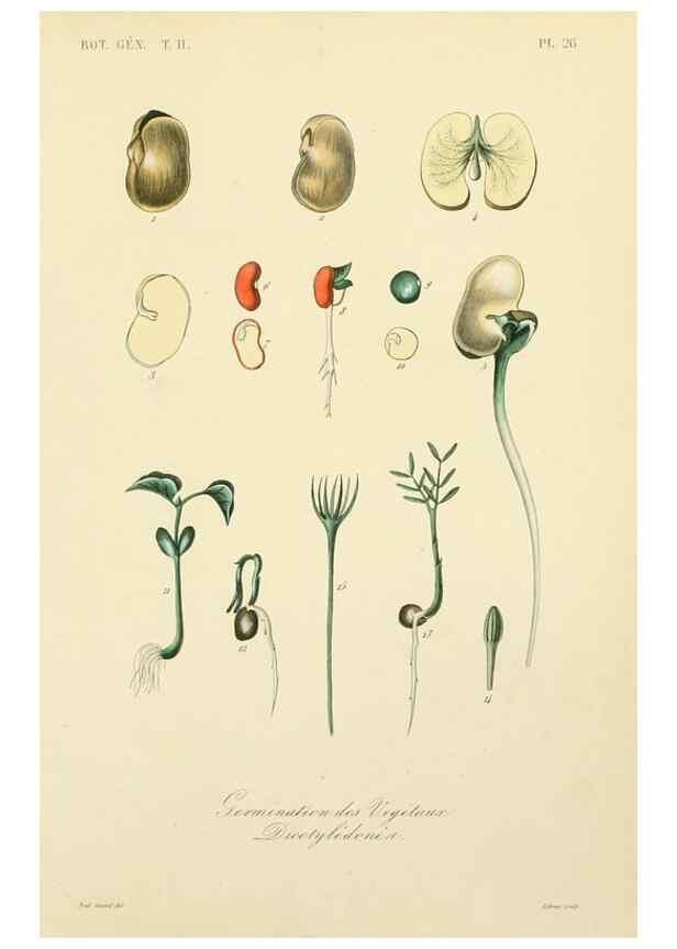 Reproducción/Reproduction 49582888808: Le Règne végétal;. Paris,L. Guérin,1870-72.. 