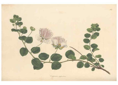 Reproducción/Reproduction 49557816497: Flora Graeca, sive, Plantarum rariorum historia, quas in provinciis aut insulis Graeciae /. Londini :Typis Richardi Taylor et socii, in Vico Shoe-Lane :MDCCCVI-MDCCCXL [1806-1840].. 