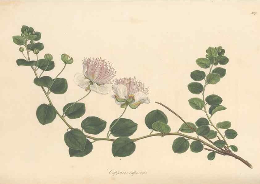 Reproducción/Reproduction 49557816497: Flora Graeca, sive, Plantarum rariorum historia, quas in provinciis aut insulis Graeciae /. Londini :Typis Richardi Taylor et socii, in Vico Shoe-Lane :MDCCCVI-MDCCCXL [1806-1840].. 