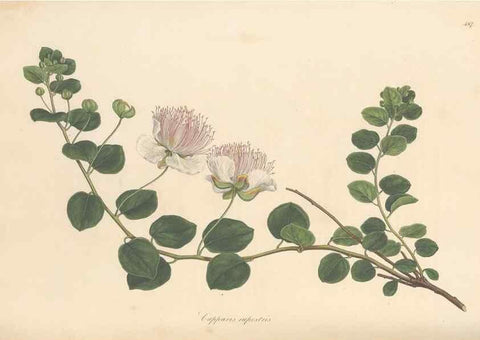 Reproducción/Reproduction 49557816497: Flora Graeca, sive, Plantarum rariorum historia, quas in provinciis aut insulis Graeciae /. Londini :Typis Richardi Taylor et socii, in Vico Shoe-Lane :MDCCCVI-MDCCCXL [1806-1840].. 
