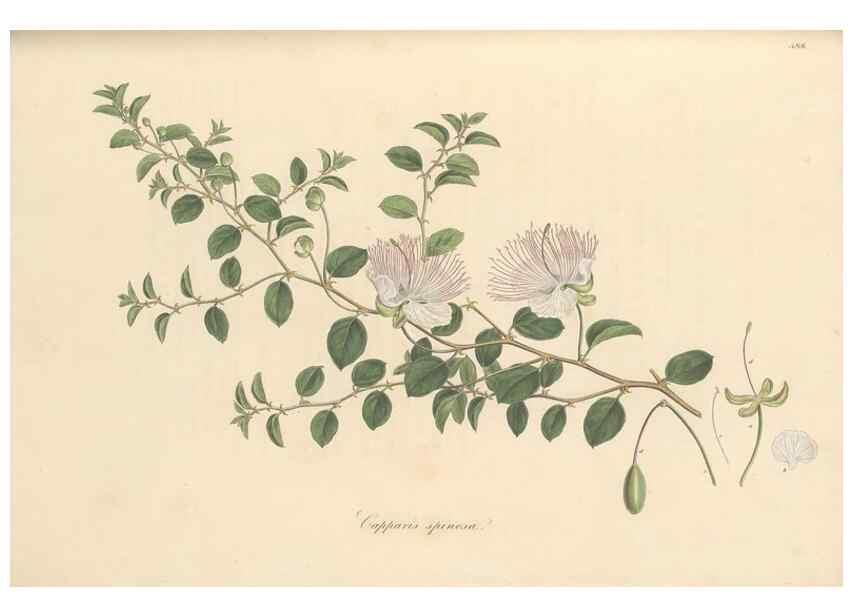 Reproducción/Reproduction 49557581651: Flora Graeca, sive, Plantarum rariorum historia, quas in provinciis aut insulis Graeciae /. Londini :Typis Richardi Taylor et socii, in Vico Shoe-Lane :MDCCCVI-MDCCCXL [1806-1840].. 