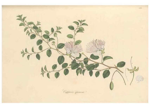 Reproducción/Reproduction 49557581651: Flora Graeca, sive, Plantarum rariorum historia, quas in provinciis aut insulis Graeciae /. Londini :Typis Richardi Taylor et socii, in Vico Shoe-Lane :MDCCCVI-MDCCCXL [1806-1840].. 