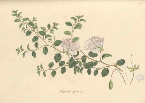 Reproducción/Reproduction 49557581651: Flora Graeca, sive, Plantarum rariorum historia, quas in provinciis aut insulis Graeciae /. Londini :Typis Richardi Taylor et socii, in Vico Shoe-Lane :MDCCCVI-MDCCCXL [1806-1840].. 