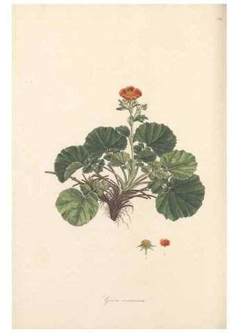 Reproducción/Reproduction 49557815807: Flora Graeca, sive, Plantarum rariorum historia, quas in provinciis aut insulis Graeciae /. Londini :Typis Richardi Taylor et socii, in Vico Shoe-Lane :MDCCCVI-MDCCCXL [1806-1840].. 