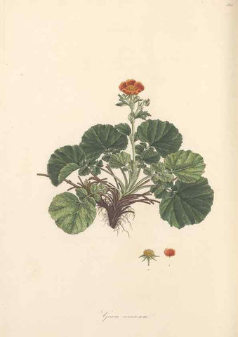 Reproducción/Reproduction 49557815807: Flora Graeca, sive, Plantarum rariorum historia, quas in provinciis aut insulis Graeciae /. Londini :Typis Richardi Taylor et socii, in Vico Shoe-Lane :MDCCCVI-MDCCCXL [1806-1840].. 