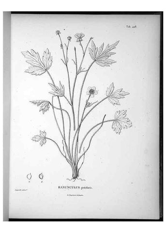 Reproducción/Reproduction 49556814202: Nova genera et species plantarum :. Antverpiae :Ex officina Christophori Plantini ...,1576.. 