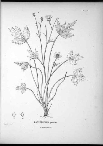 Reproducción/Reproduction 49556814202: Nova genera et species plantarum :. Antverpiae :Ex officina Christophori Plantini ...,1576.. 