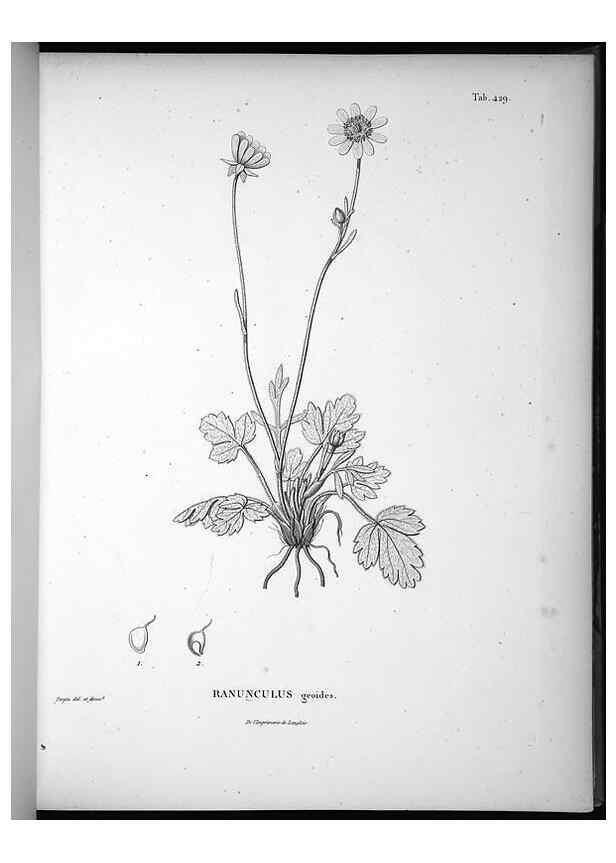 Reproducción/Reproduction 49556814357: Nova genera et species plantarum :. Antverpiae :Ex officina Christophori Plantini ...,1576.. 