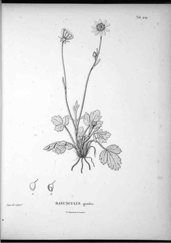 Reproducción/Reproduction 49556814357: Nova genera et species plantarum :. Antverpiae :Ex officina Christophori Plantini ...,1576.. 