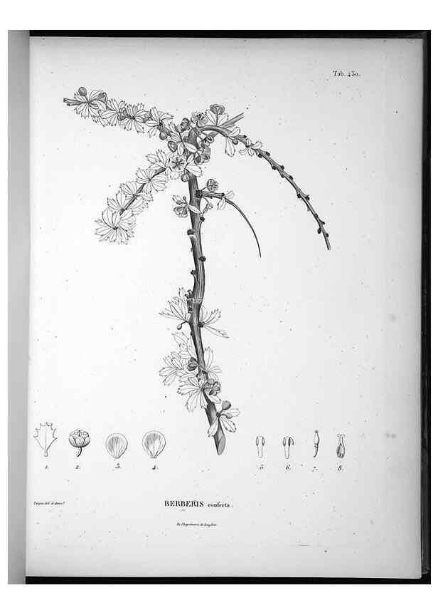 Reproducción/Reproduction 49556814567: Nova genera et species plantarum :. Antverpiae :Ex officina Christophori Plantini ...,1576.. 