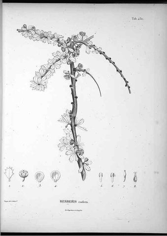 Reproducción/Reproduction 49556814567: Nova genera et species plantarum :. Antverpiae :Ex officina Christophori Plantini ...,1576.. 