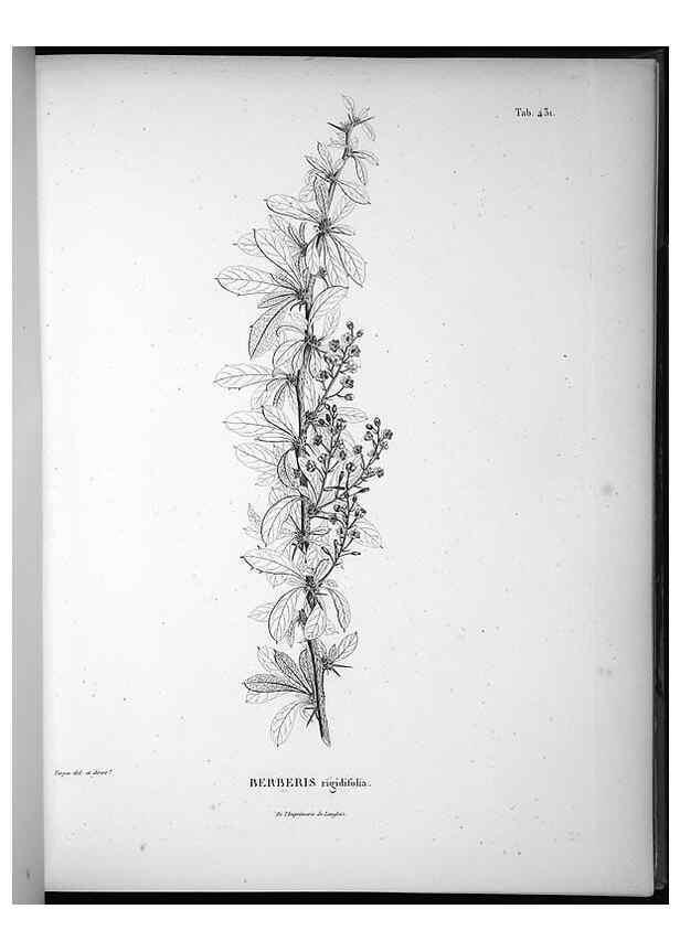 Reproducción/Reproduction 49556081103: Nova genera et species plantarum :. Antverpiae :Ex officina Christophori Plantini ...,1576.. 