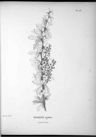 Reproducción/Reproduction 49556081103: Nova genera et species plantarum :. Antverpiae :Ex officina Christophori Plantini ...,1576.. 