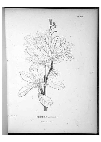 Reproducción/Reproduction 49556814942: Nova genera et species plantarum :. Antverpiae :Ex officina Christophori Plantini ...,1576.. 