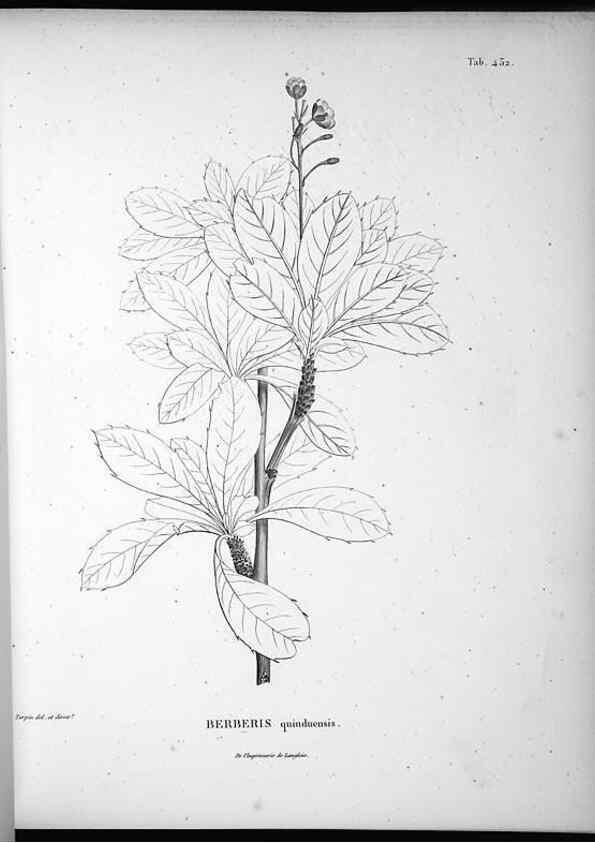 Reproducción/Reproduction 49556814942: Nova genera et species plantarum :. Antverpiae :Ex officina Christophori Plantini ...,1576.. 