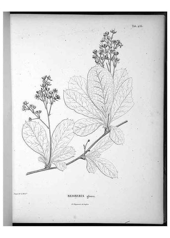 Reproducción/Reproduction 49556577991: Nova genera et species plantarum :. Antverpiae :Ex officina Christophori Plantini ...,1576.. 