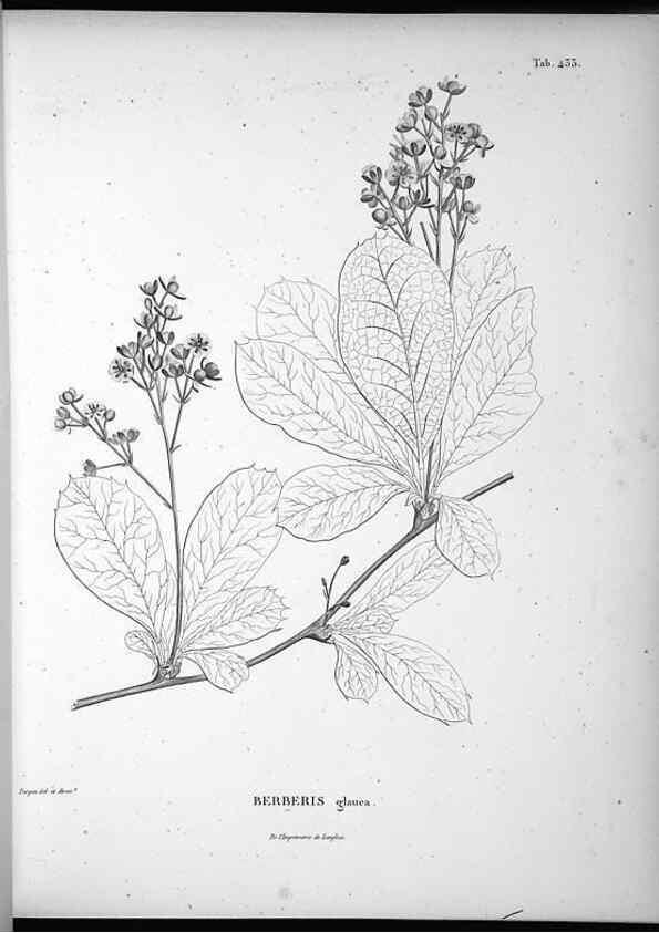 Reproducción/Reproduction 49556577991: Nova genera et species plantarum :. Antverpiae :Ex officina Christophori Plantini ...,1576.. 