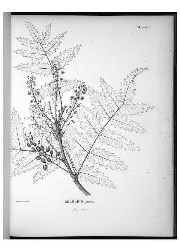 Reproducción/Reproduction 49556815317: Nova genera et species plantarum :. Antverpiae :Ex officina Christophori Plantini ...,1576.. 