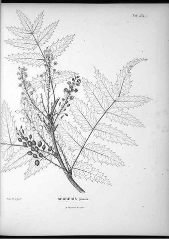 Reproducción/Reproduction 49556815317: Nova genera et species plantarum :. Antverpiae :Ex officina Christophori Plantini ...,1576.. 