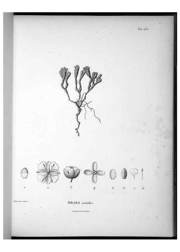 Reproducción/Reproduction 49556578336: Nova genera et species plantarum :. Antverpiae :Ex officina Christophori Plantini ...,1576.. 