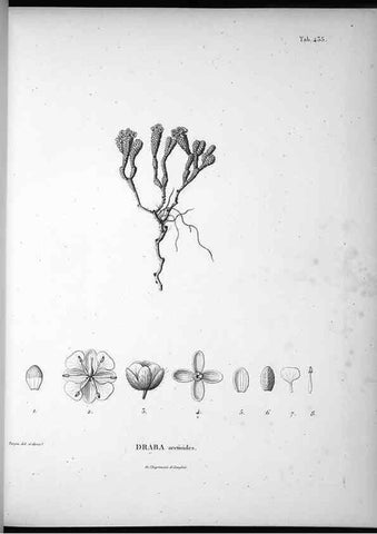 Reproducción/Reproduction 49556578336: Nova genera et species plantarum :. Antverpiae :Ex officina Christophori Plantini ...,1576.. 