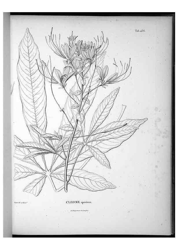 Reproducción/Reproduction 49556815717: Nova genera et species plantarum :. Antverpiae :Ex officina Christophori Plantini ...,1576.. 