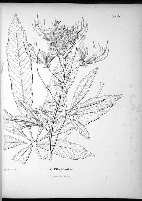 Reproducción/Reproduction 49556815717: Nova genera et species plantarum :. Antverpiae :Ex officina Christophori Plantini ...,1576.. 